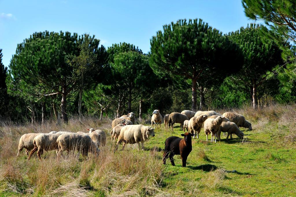 Doma Portugal 马夫拉 外观 照片